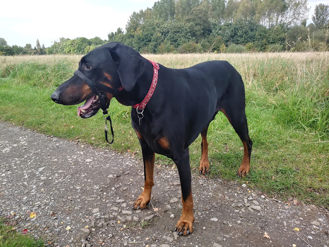 DogMa behavioural consultancy at Tyldesley Tails Pet Services Open Times