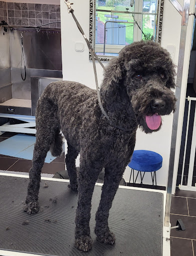 Melanie's Hundesalon In Wiesen
