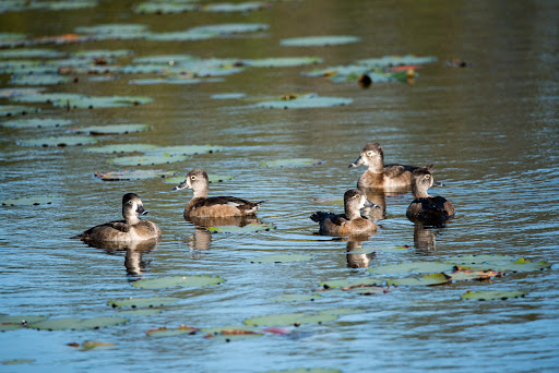 Nature Preserve «Perico Preserve», reviews and photos, 11700 Manatee Ave W, Bradenton, FL 34209, USA