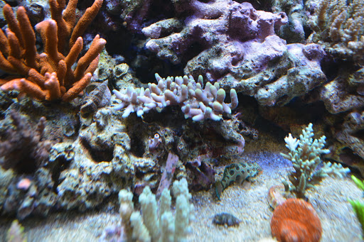 Tropical Fish Store «Premium Aquatics», reviews and photos, 401 E Center Cross St, Edinburgh, IN 46124, USA