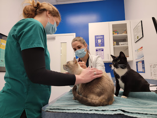 Caring Hands Animal Hospital - Centreville image