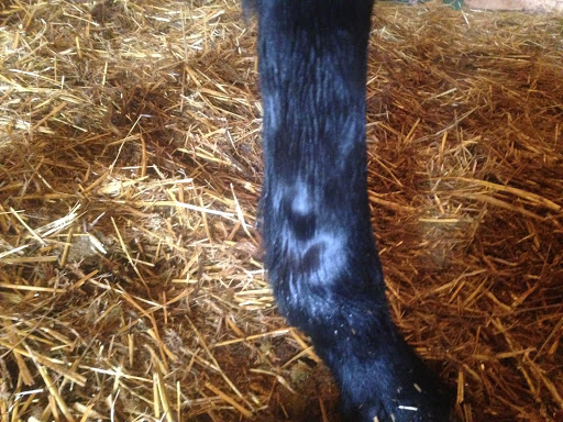 Equine Clinique image