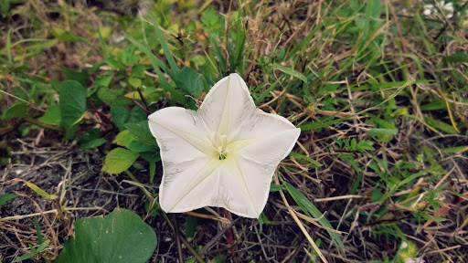 Nature Preserve «Cypress Creek Natural Area», reviews and photos, 10035 W Indiantown Rd, Jupiter, FL 33478, USA