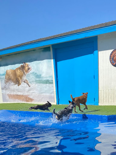 St. Marks Dog Resort image