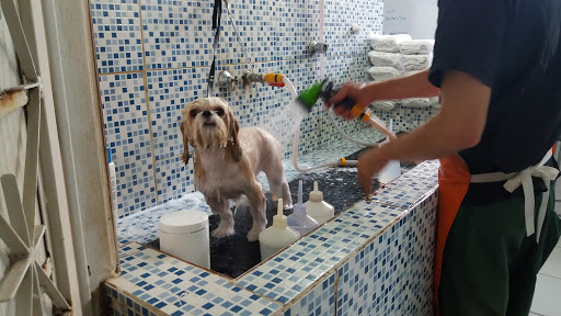 Logo da empresa - iPet