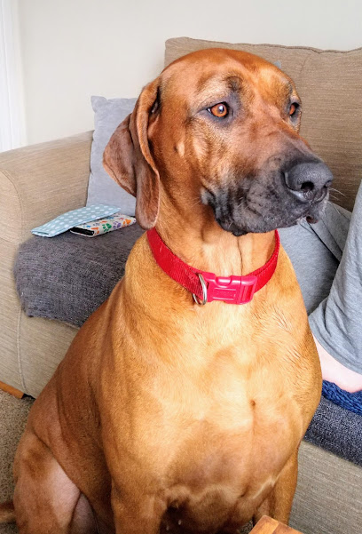 Warrendale Veterinary Care Centre en Stoke-on-Trent