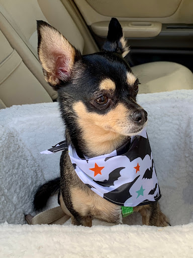 Pet Supply Store «PetSmart», reviews and photos, 89 Commercial Rd, Leominster, MA 01453, USA