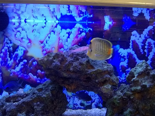 Pet Supply Store «Petco Animal Supplies», reviews and photos, 990 Brook Forest Ave, Shorewood, IL 60431, USA