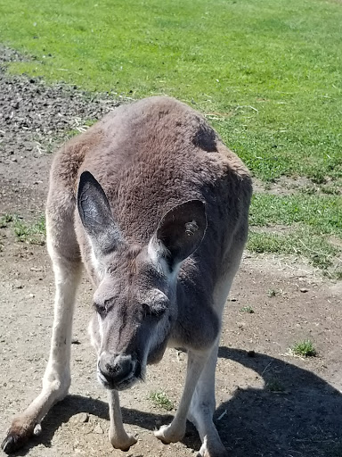 Zoo «Hemker Park & Zoo», reviews and photos, 26715 County Road 39, Freeport, MN 56331, USA