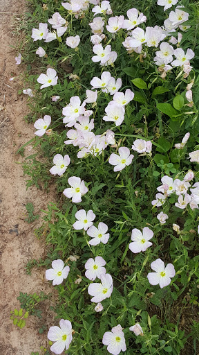 Park «Terry Hershey Park», reviews and photos, 15200 Memorial Dr, Houston, TX 77079, USA