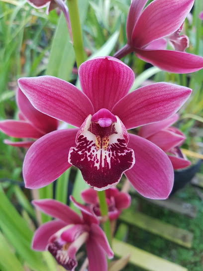 Washington Orchids