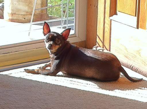 Pet Groomer «Premier Loving Care», reviews and photos, 48 E Washington St, Shelbyville, IN 46176, USA