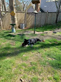 The Humane Society & Shelter SouthCoast - Car repair in Dartmouth, MA, New Bedford - Rated 4.4/5