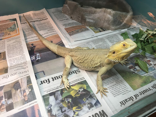 Pet Store «Petfection Exotic Pet Specialist», reviews and photos, 2989 PA-611 Suite 102, Tannersville, PA 18372, USA