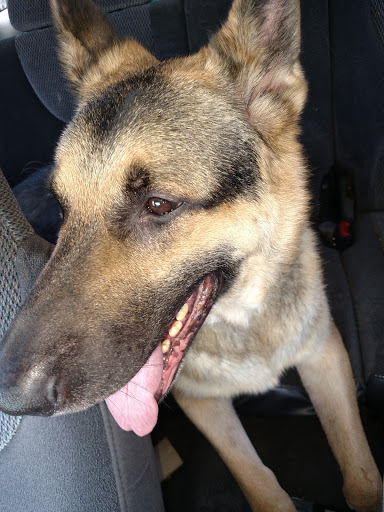 Pet Supply Store «PetSmart», reviews and photos, 9041 Snowden Square Dr, Columbia, MD 21045, USA