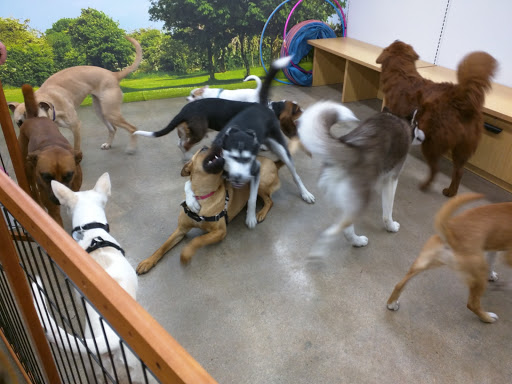 Pet Supply Store «Petco Animal Supplies», reviews and photos, 585 E Wetmore Rd, Tucson, AZ 85705, USA