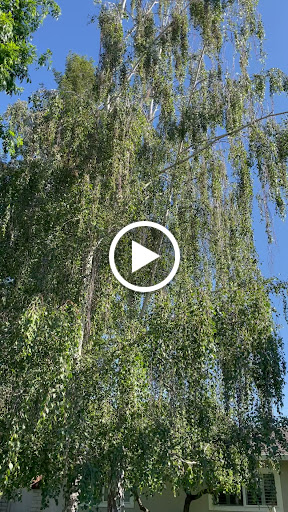 Gas Station «Chevron», reviews and photos, 2300 Homestead Rd, Los Altos, CA 94024, USA