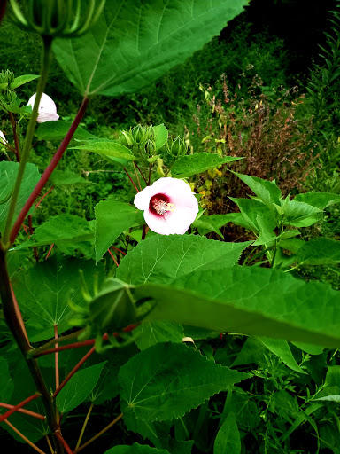 Park «Lippold Park - Fox Valley Park District», reviews and photos, 2001 S River St, Batavia, IL 60510, USA