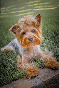 The Paw Pad - Photo 4 - Car repair in Fort Worth, TX, Fort Worth