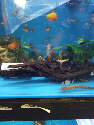 Tropical Fish Store «Reef Life Aquariums», reviews and photos, 5511 US-280 #310, Birmingham, AL 35242, USA