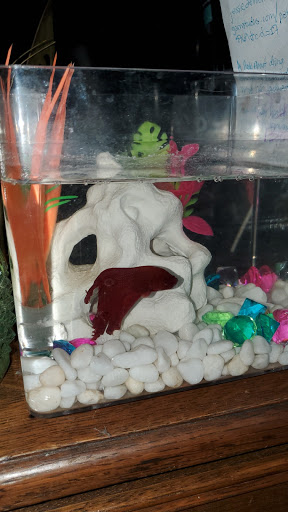 Pet Supply Store «Petco Animal Supplies», reviews and photos, 891 NE D St, Grants Pass, OR 97526, USA