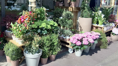 Eglantine à Limoges