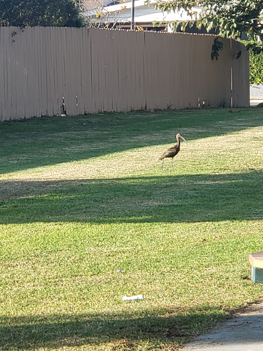 Park «Greer Park», reviews and photos, 6900 W McFadden Ave, Huntington Beach, CA 92647, USA
