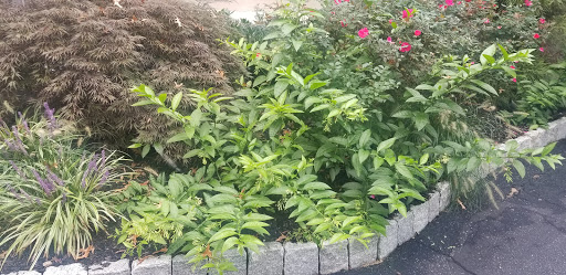 Fine Dining Restaurant «University And Whist Club», reviews and photos, 805 N Broom St, Wilmington, DE 19806, USA