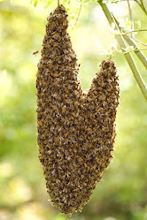 Bee-Swarm