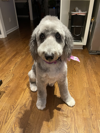 Pet Groomer «Precious Paws», reviews and photos, 221 N Marble St, Rockmart, GA 30153, USA