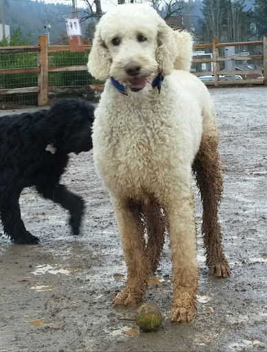 Park «Willamette Park», reviews and photos, SW Macadam Ave, Portland, OR 97219, USA