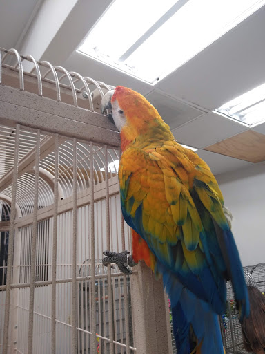 Bird Shop «Arizona Bird Store», reviews and photos, 565 S Dobson Rd, Mesa, AZ 85202, USA