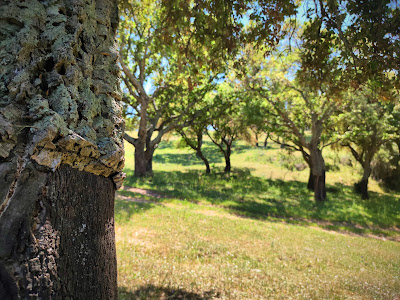 Silvacoop à Sartène