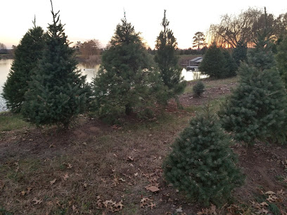 Lakeside Pines Christmas Trees (closed)