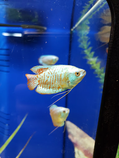 Tropical Fish Store «Exotic Aquatics», reviews and photos, 2929 Custer Rd #317, Plano, TX 75075, USA