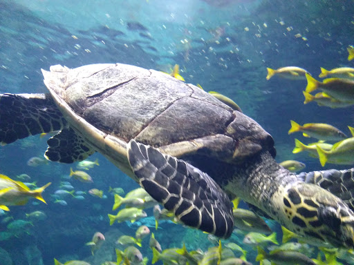 Aquarium «Shark Encounter», reviews and photos, Mission Bay Park, San Diego, CA 92109, USA