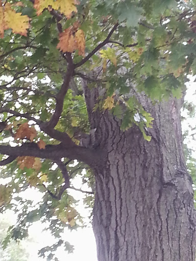 Golf Course «William J. Devine Golf Course at Franklin Park», reviews and photos, 1 Circuit Dr, Dorchester, MA 02121, USA