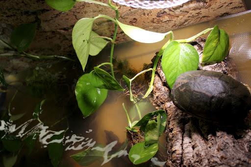 Turtle Ambiente unter Grevenbroich, 