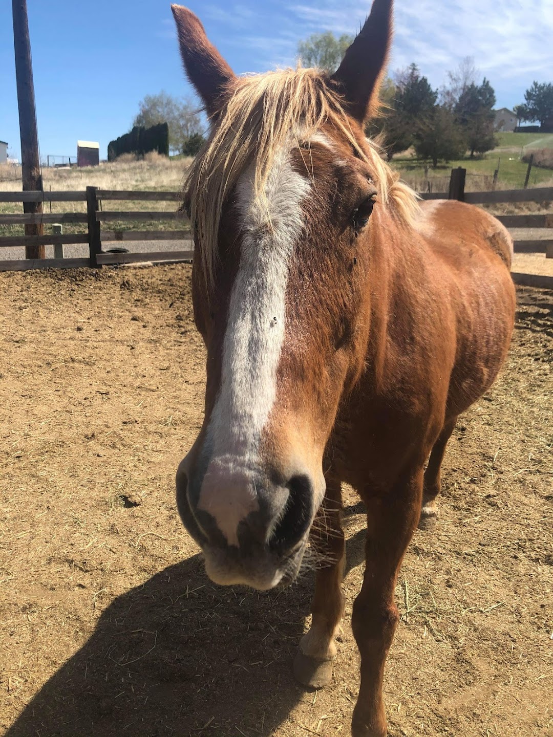 Mustangs MEND