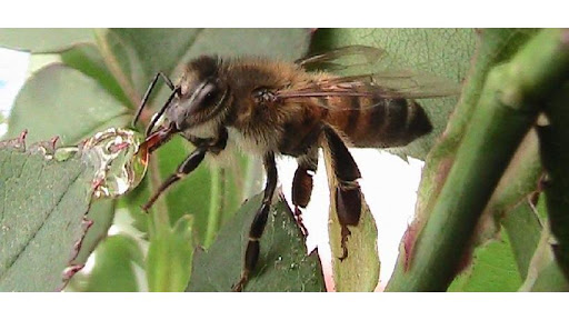 Bee Natural Honey Inc