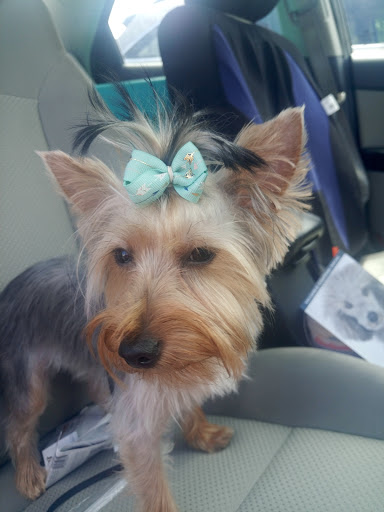 Pet Supply Store «PetSmart», reviews and photos, 1157 E North Ave, Belton, MO 64012, USA