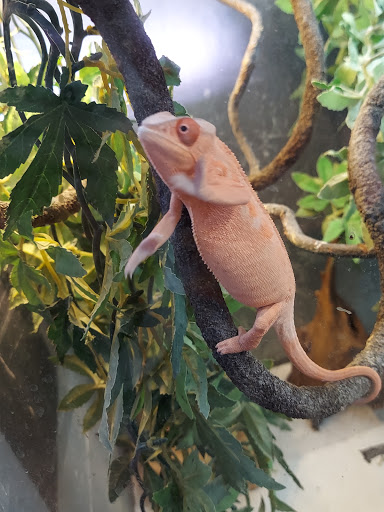 Pet Supply Store «Red Crest Pet Shop», reviews and photos, 319 N Main St, Boerne, TX 78006, USA