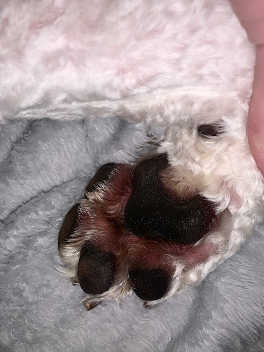 Pet Supply Store «PetSmart», reviews and photos, 150 Lincoln Square, Arlington, TX 76011, USA