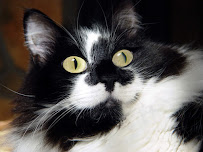 Cat Groomer In your Home - Photo 5 - Car repair in , Phoenix