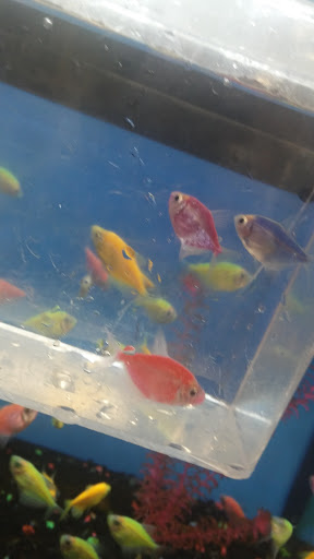 Pet Supply Store «Petco Animal Supplies», reviews and photos, 3680 Spencer Hwy, Pasadena, TX 77504, USA