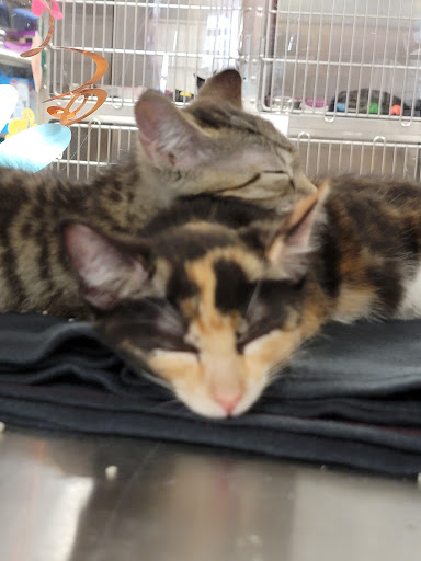 Pet Supply Store «PetSmart», reviews and photos, 540 New York Ave, Lyndhurst, NJ 07071, USA