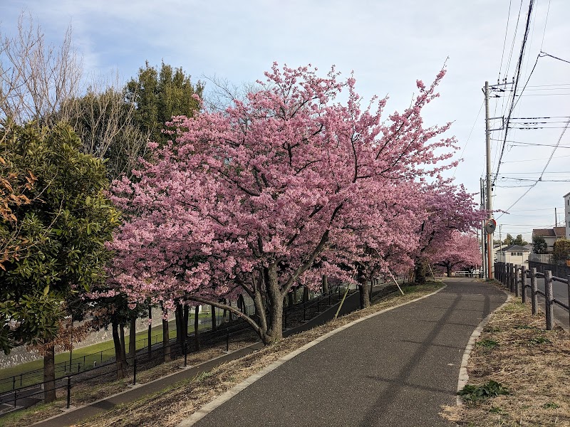 綾瀬の河津桜