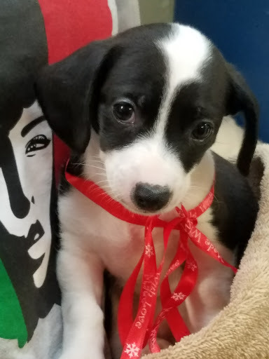 Pet Groomer «Tidy Dog Pet Supply & Salon», reviews and photos, 2612 Lebanon Pike A, Nashville, TN 37214, USA