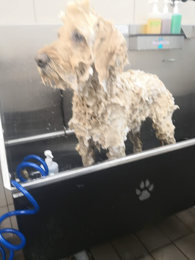 Pet Supply Store «Pet Supplies Plus», reviews and photos, 494 Westgate Dr, Brockton, MA 02301, USA