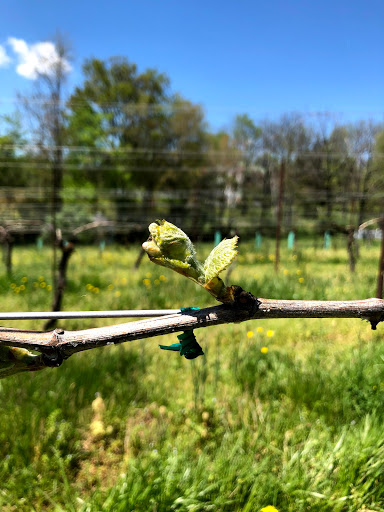 Winery «Rogers Ford Farm Winery», reviews and photos, 14674 Rogers Ford Rd, Sumerduck, VA 22742, USA